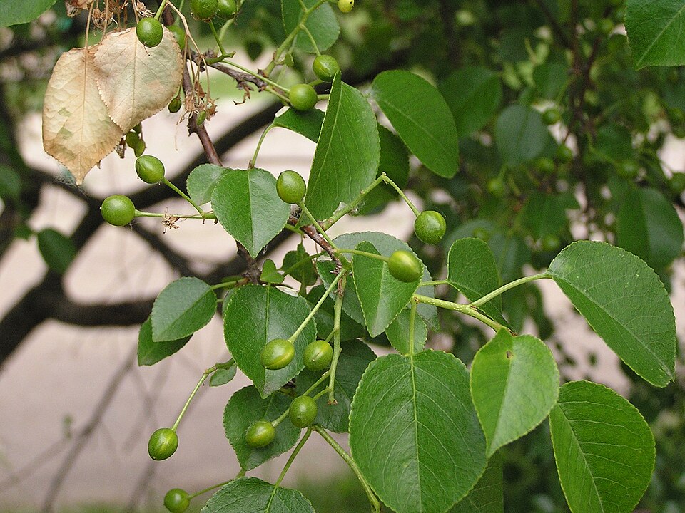 Mahaleb Cherry photo 7