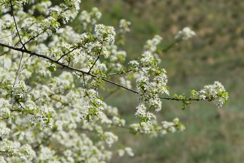 Mahaleb Cherry photo 2