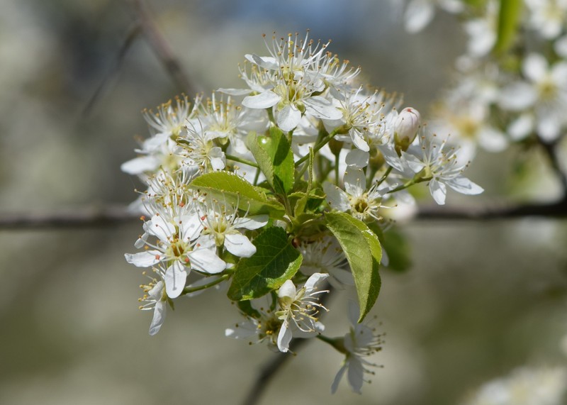 Mahaleb Cherry photo 3