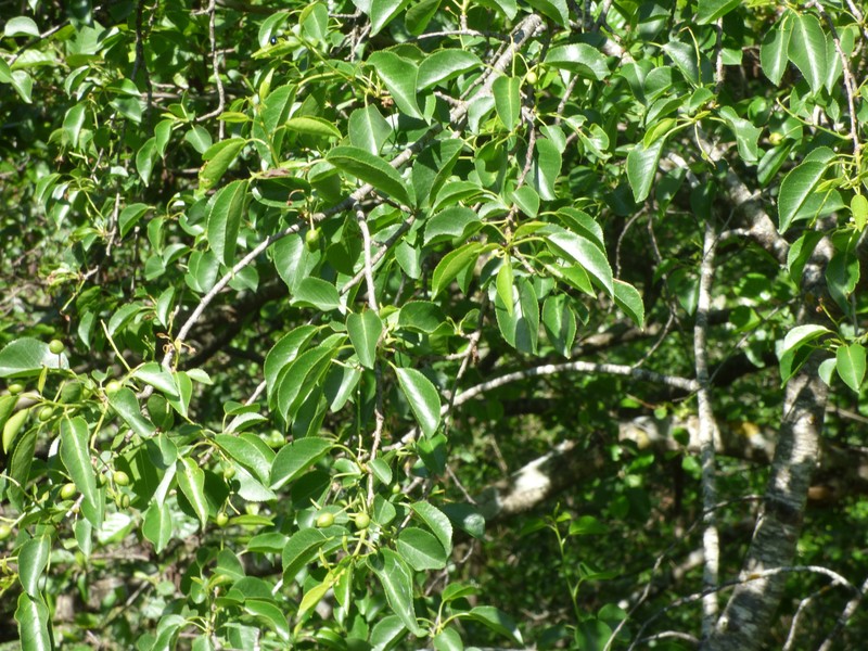 Prunus mahaleb subsp. mahaleb