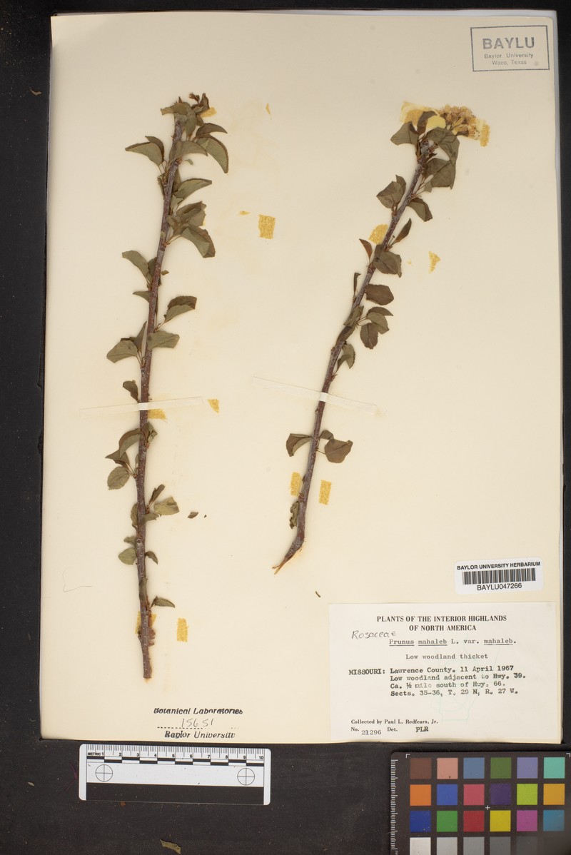 Prunus mahaleb subsp. mahaleb photo 2