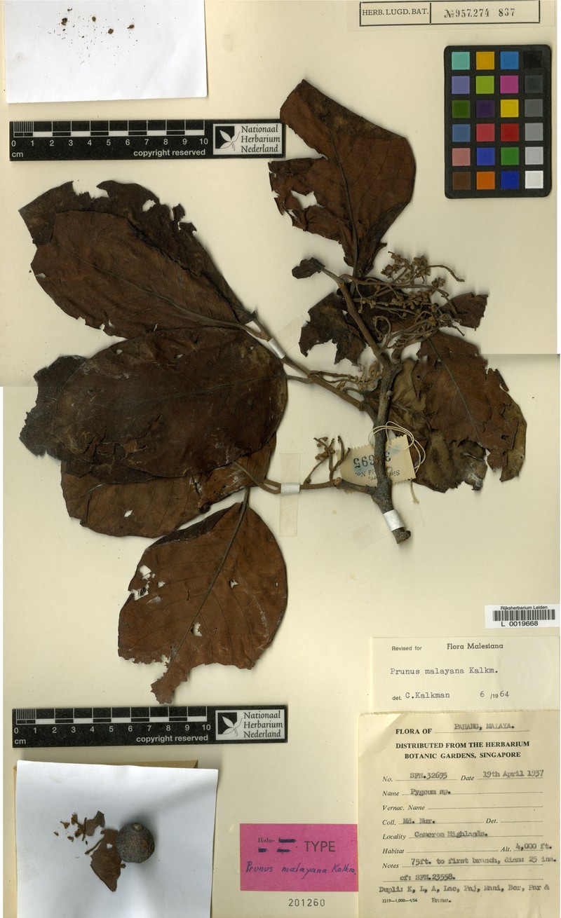 Prunus malayana