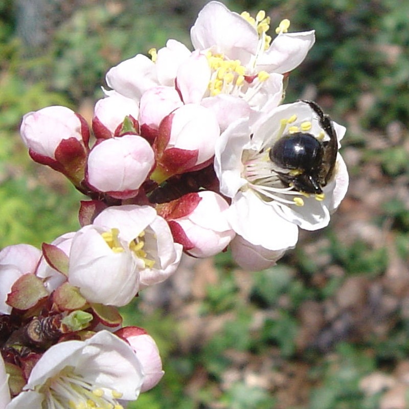 Prunus mandshurica