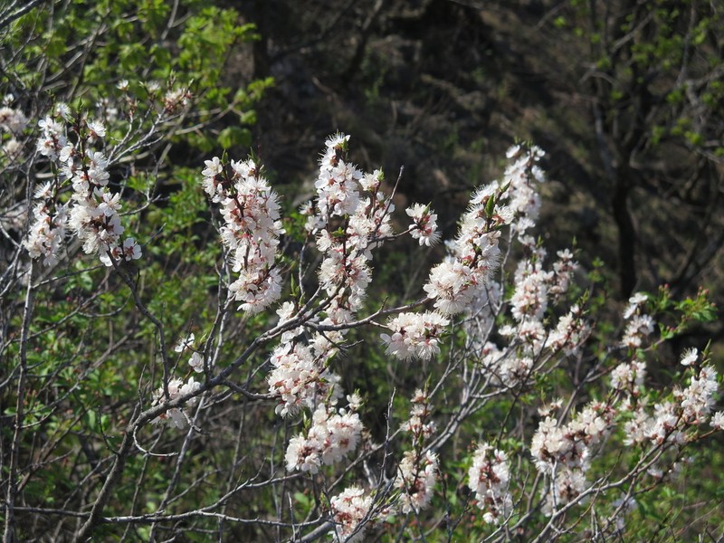 Prunus mandshurica photo 2