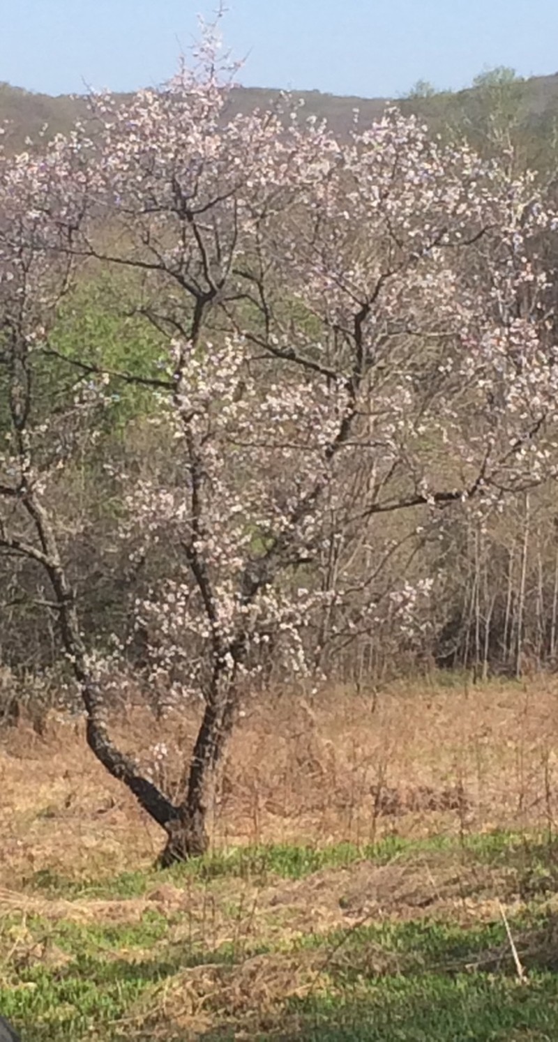 Prunus mandshurica photo 3