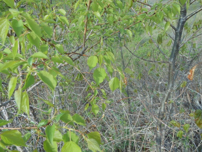 Prunus mandshurica photo 4