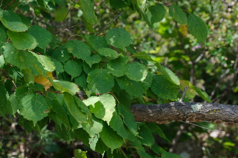 Prunus mandshurica photo 5