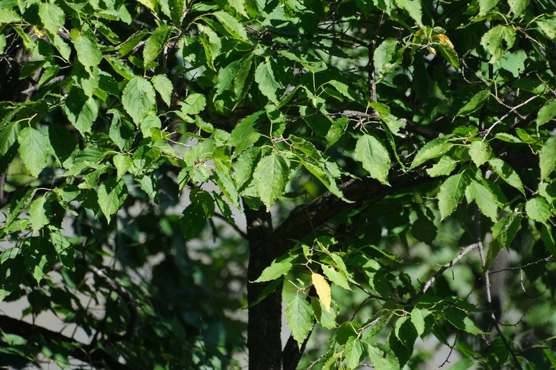 Prunus mandshurica photo 6