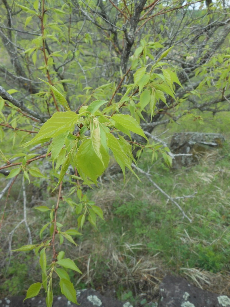 Prunus mandshurica photo 7