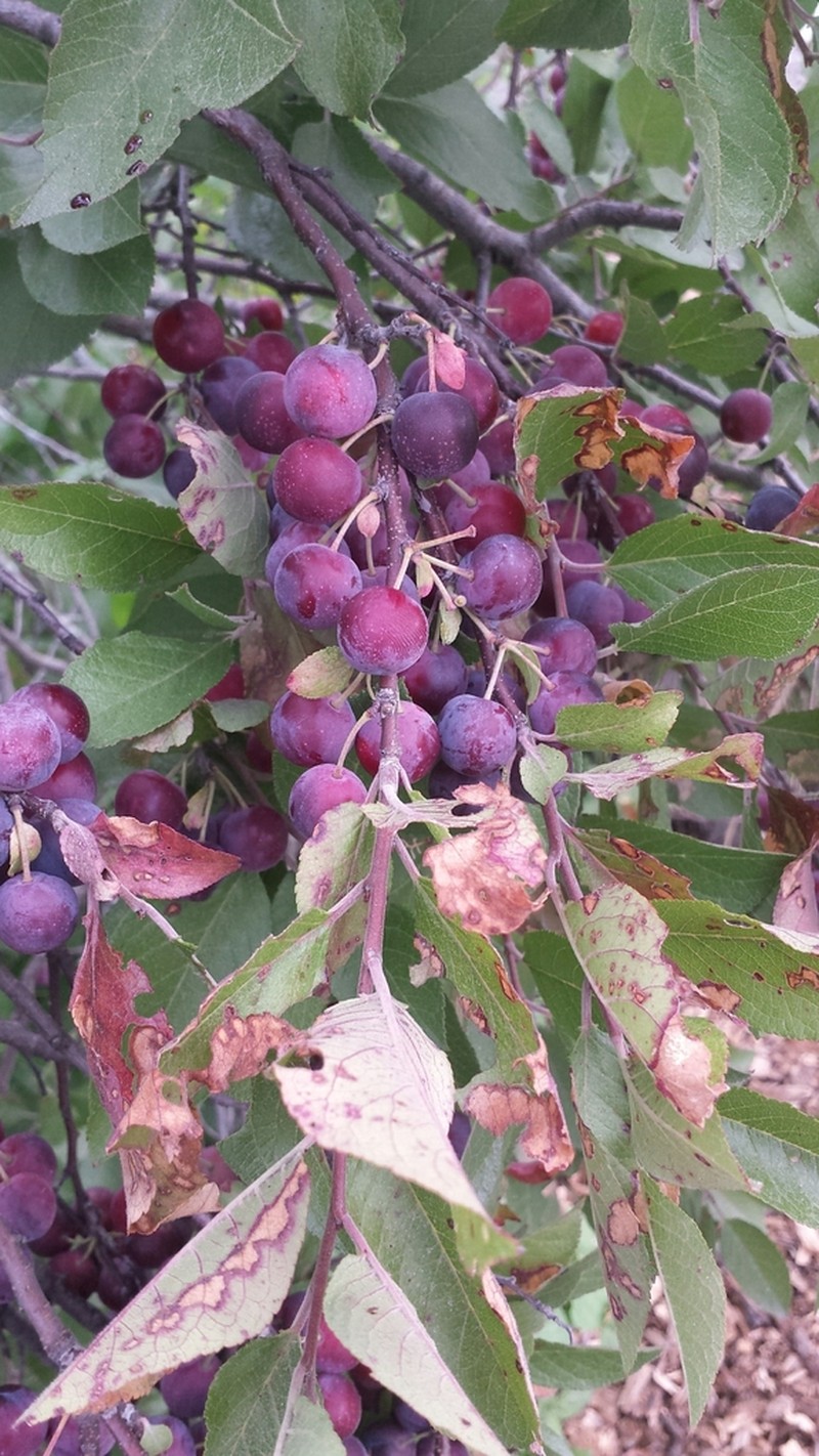 Beach Plum photo 2