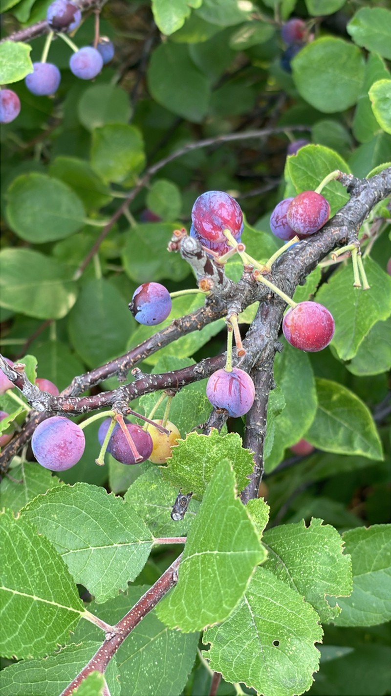 Beach Plum photo 3