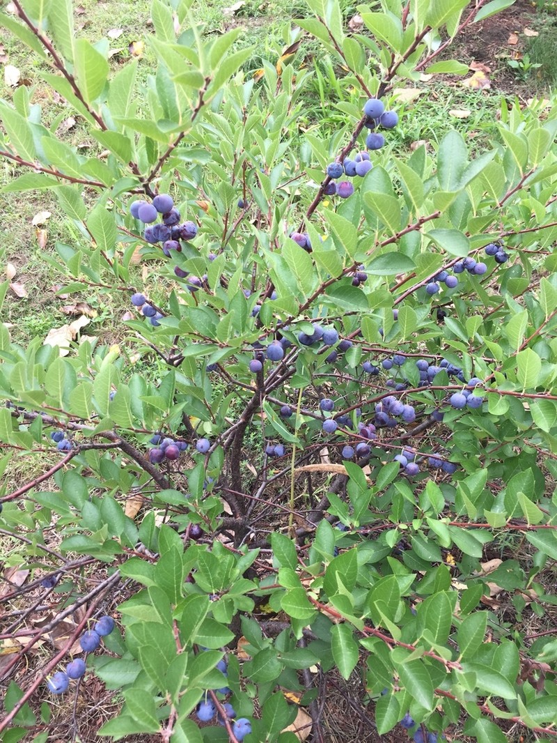 Beach Plum photo 4