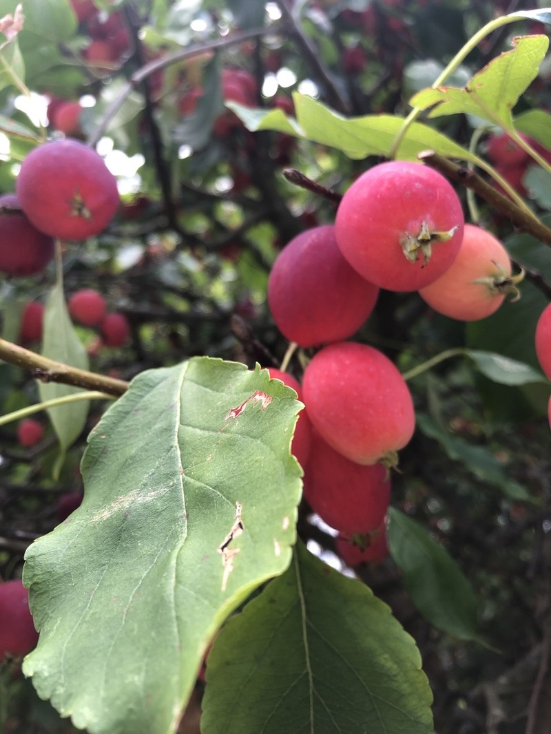 Beach Plum photo 5