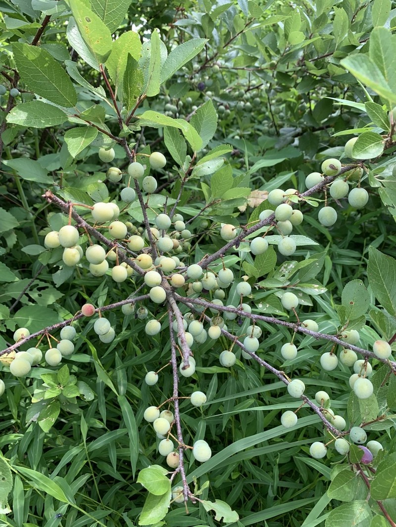 Beach Plum photo 6