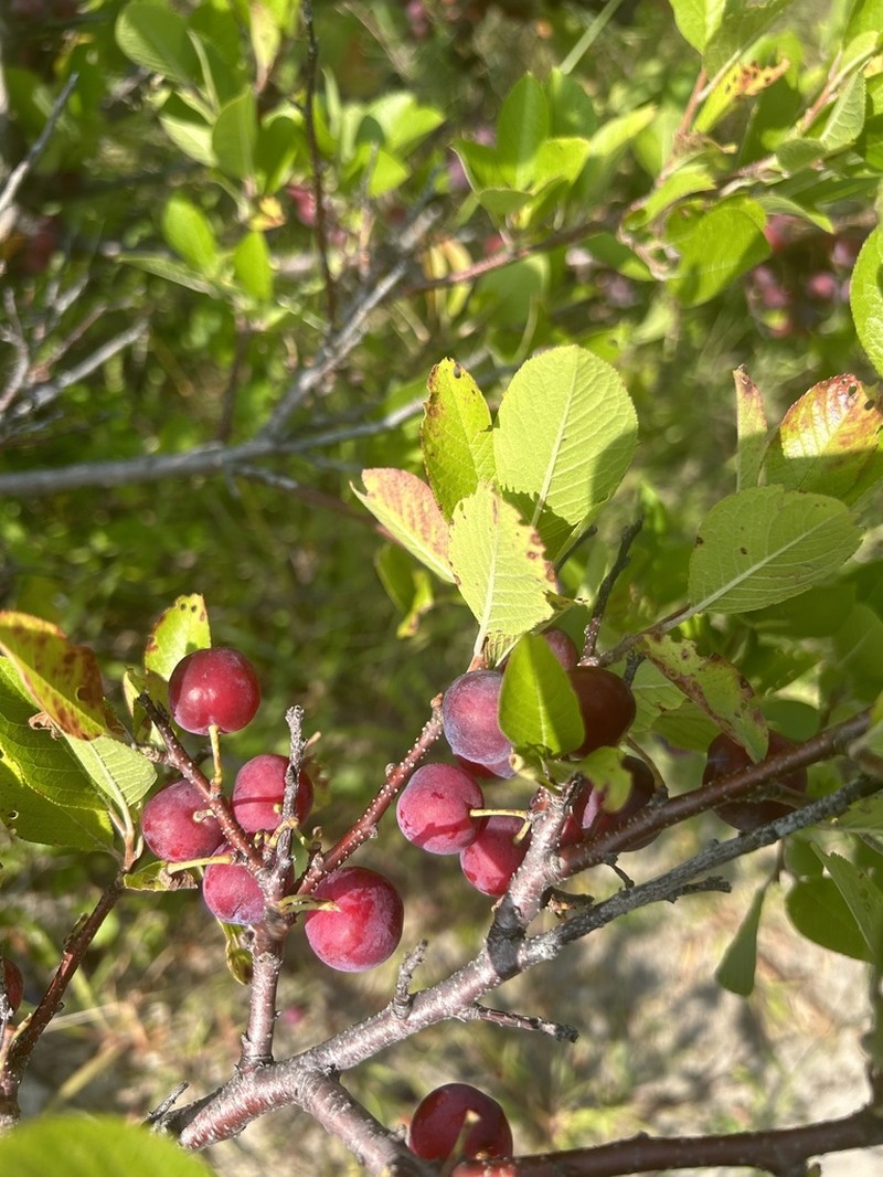 Beach Plum photo 7