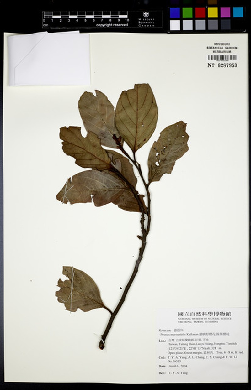 Prunus marsupialis