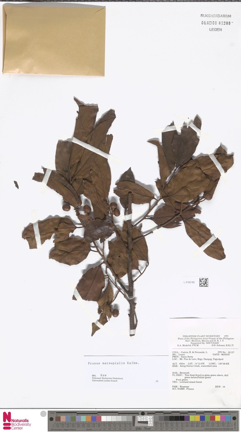 Prunus marsupialis photo 2