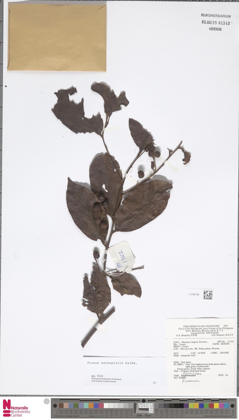 Prunus marsupialis photo 3