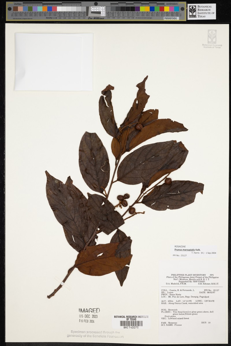 Prunus marsupialis photo 4