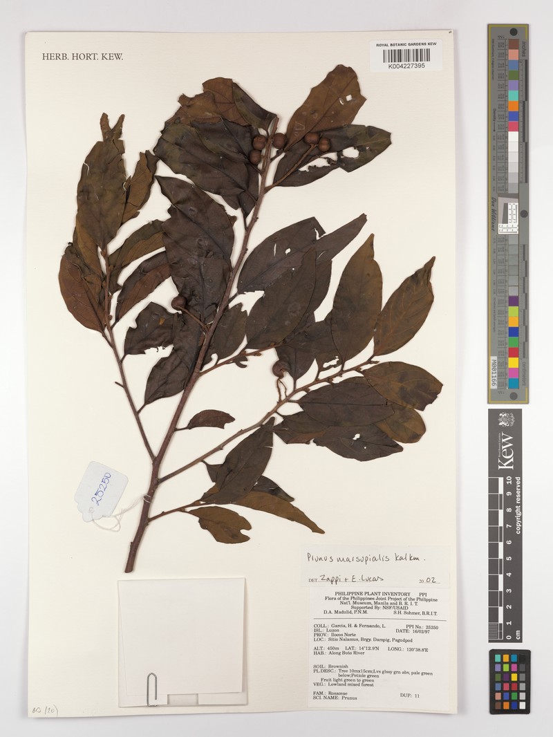 Prunus marsupialis photo 5