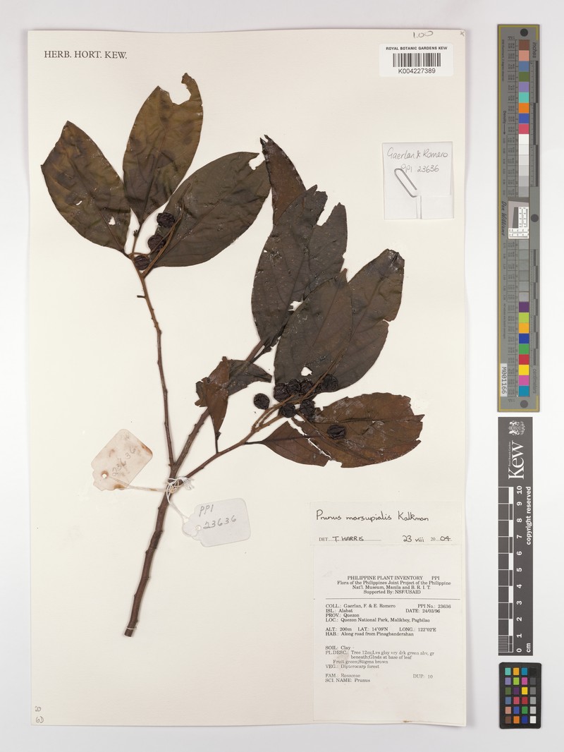 Prunus marsupialis photo 6