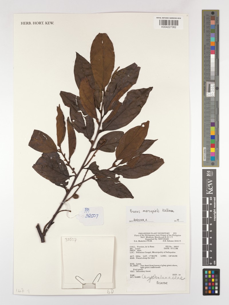 Prunus marsupialis photo 8