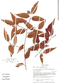 Prunus matudae