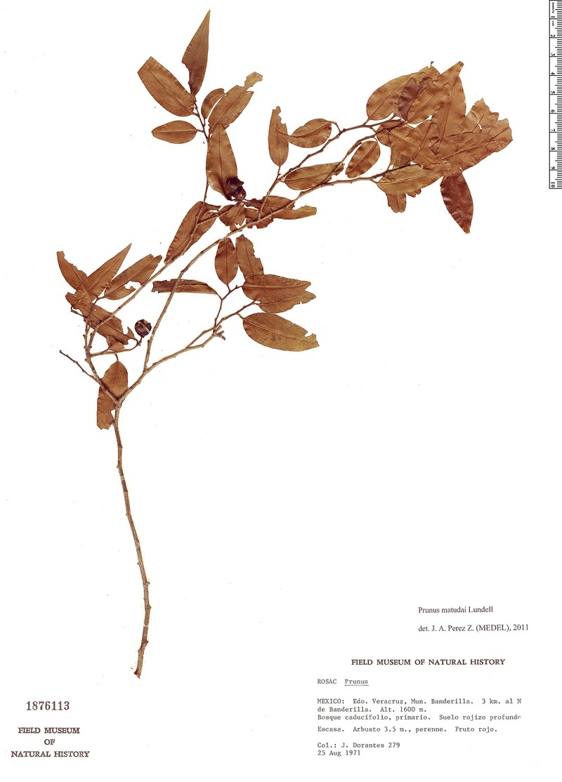 Prunus matudae photo 2