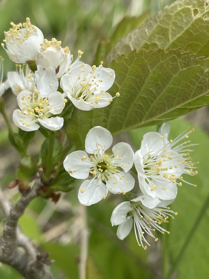 Korean Cherry photo 2