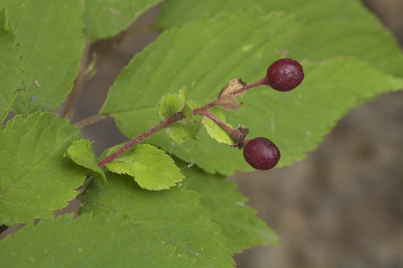 Korean Cherry photo 4