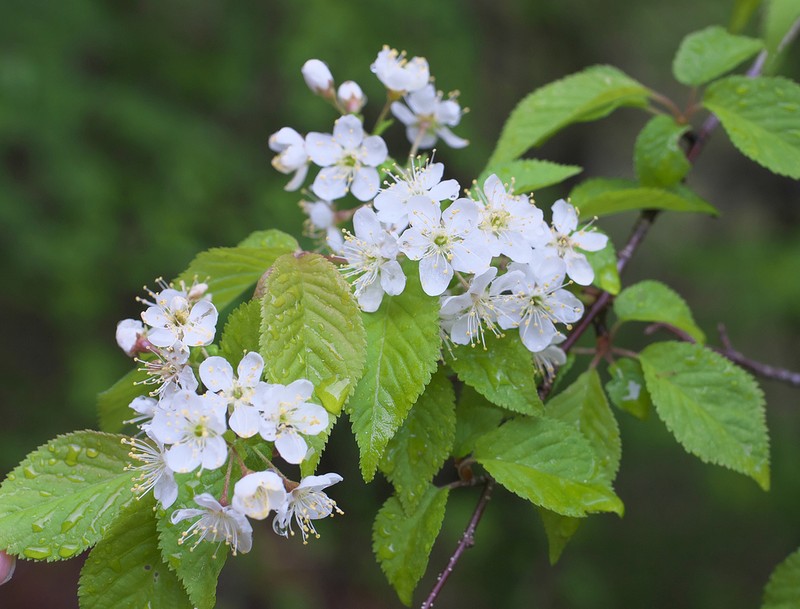 Korean Cherry photo 5