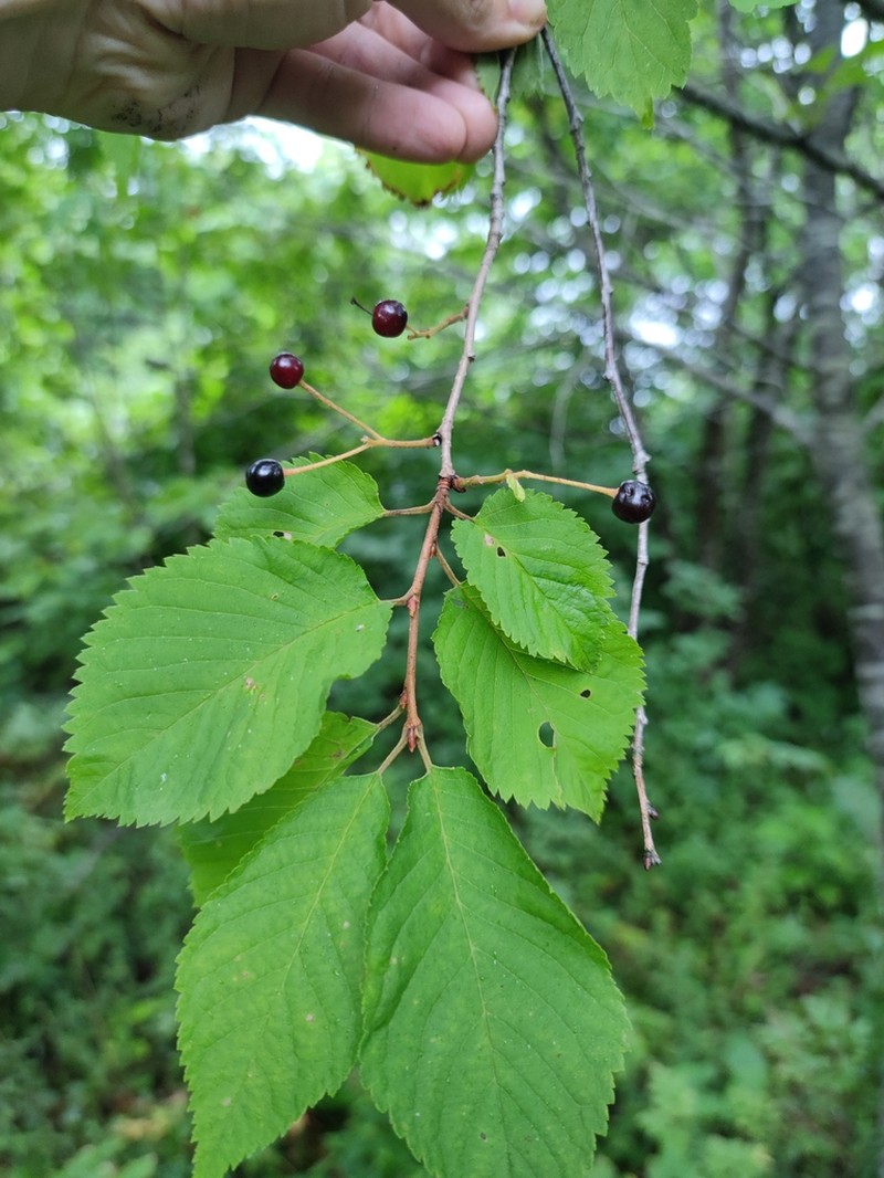Korean Cherry photo 6