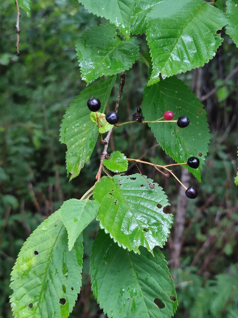 Korean Cherry photo 7