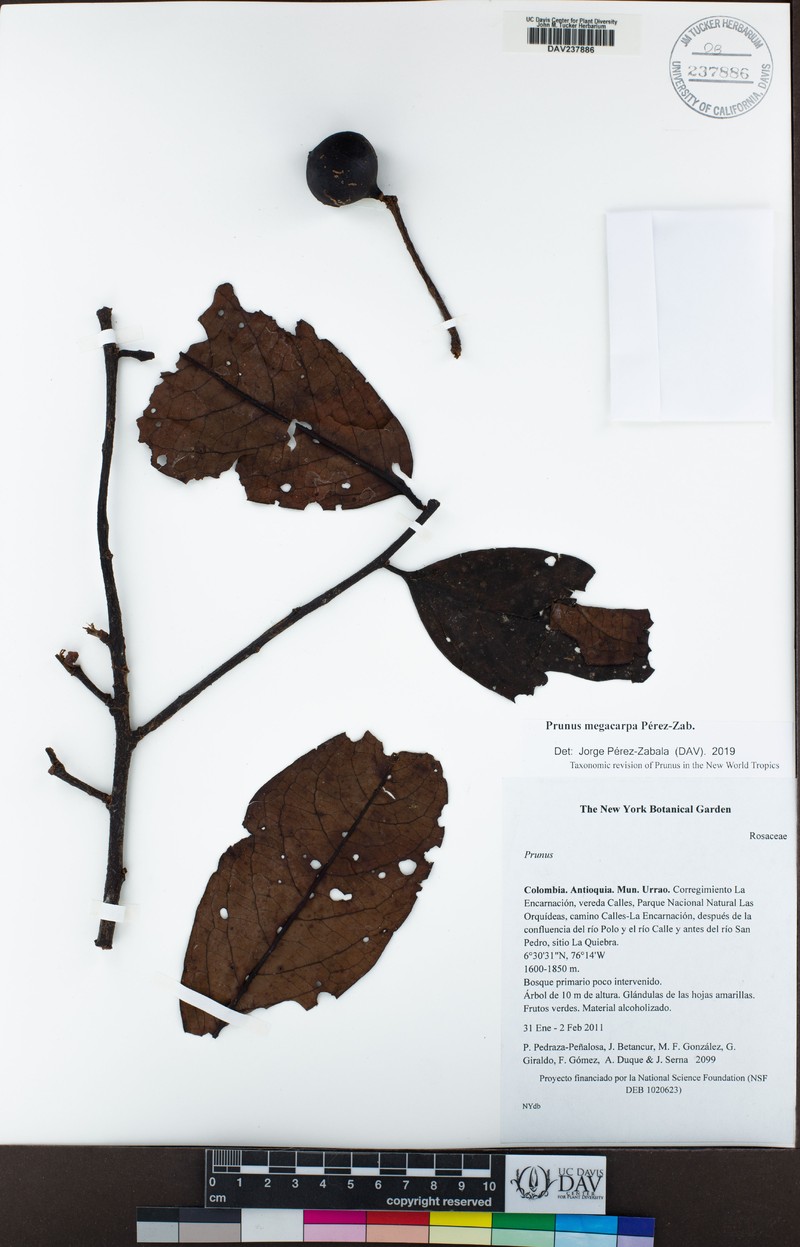 Prunus megacarpa