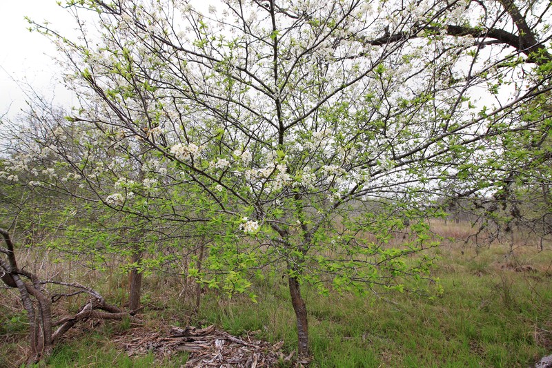 Mexican Plum photo 2