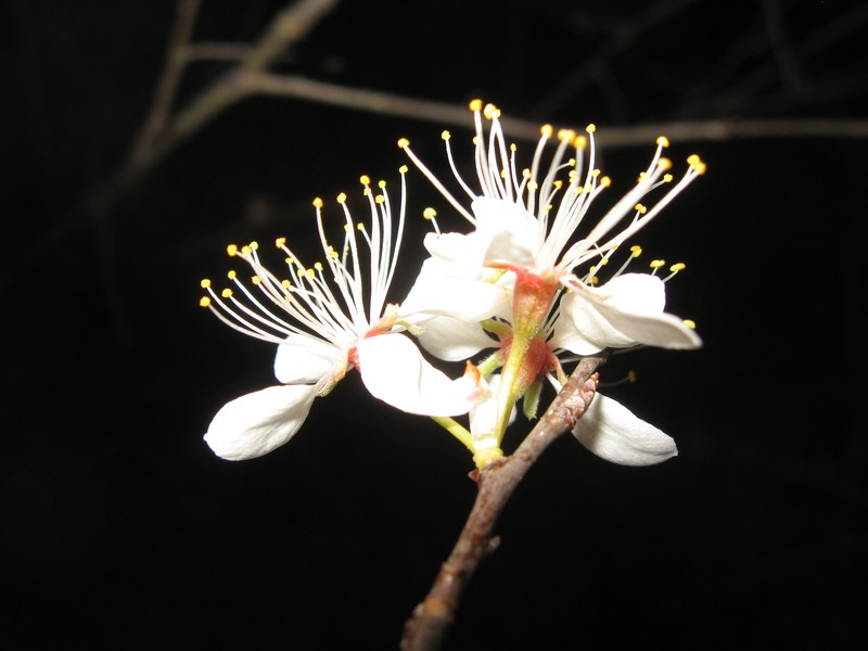 Mexican Plum photo 3