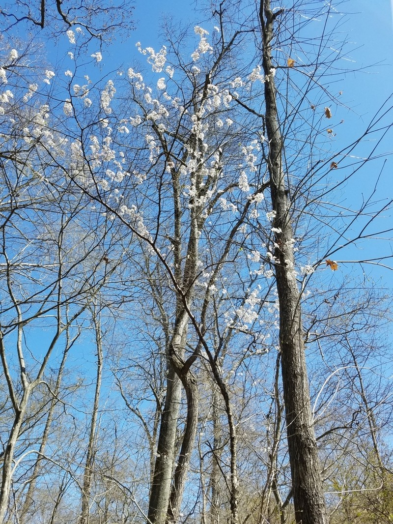 Mexican Plum photo 4