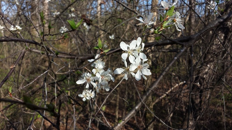 Mexican Plum photo 5