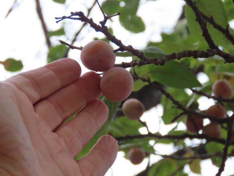 Mexican Plum photo 6