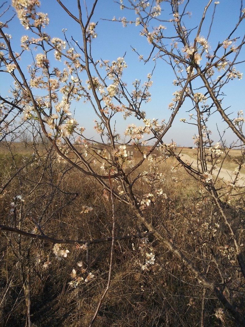 Mexican Plum photo 7