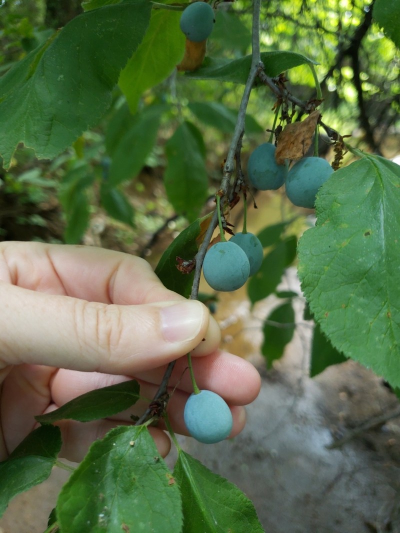 Mexican Plum photo 8