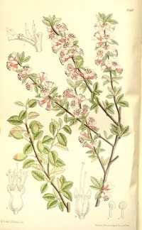 Prunus microcarpa