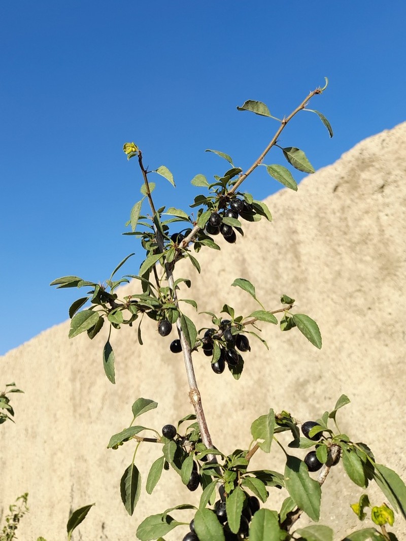 Prunus microcarpa photo 3