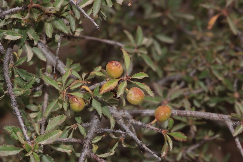 Prunus microcarpa photo 4