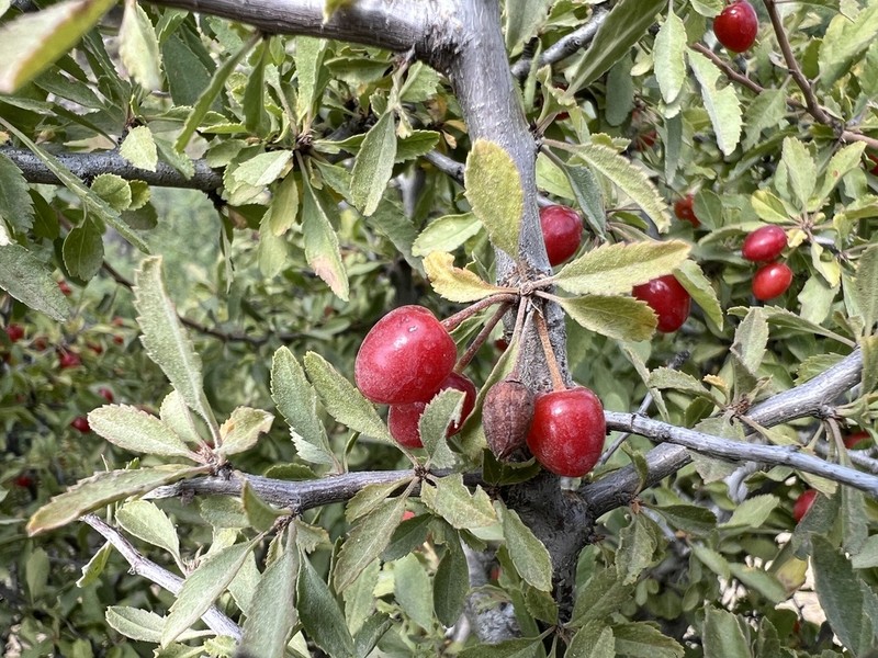 Prunus microcarpa photo 5