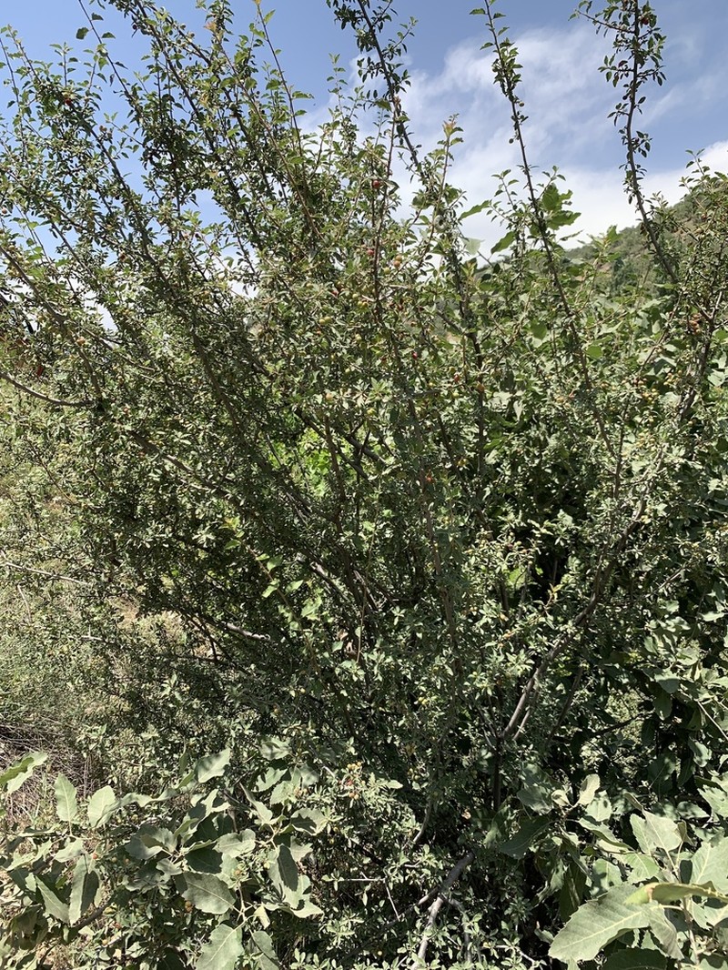 Prunus microcarpa photo 6