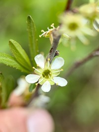Prunus microphylla