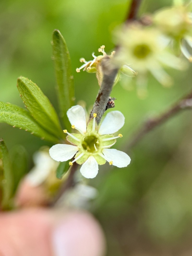 Prunus microphylla