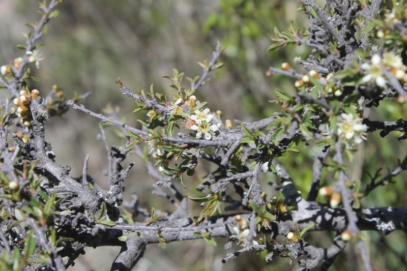 Prunus microphylla photo 3