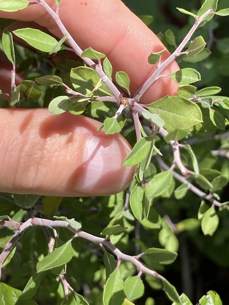 Texas Almond photo 2